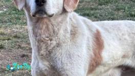 Пёс Рексик ищет дом!