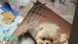 Померанский шпиц, щенки. Мини мишки