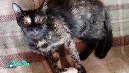 Крошечная Киса