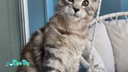 Котенок мейн кун из питомника