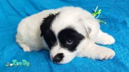 Малышка Дэли в поисках дома!