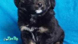 Малышка Чи в поисках дома!