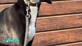 Срочно ищу дом для Эльзы!