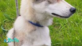 Ищет дом красавица Эля!