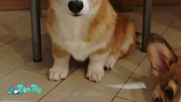 Щенки Вельш корги пемброк