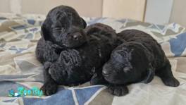 малый пудель чёрного окраса щенки 