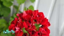 Герань розебудная RED RAMBLER