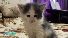 Милые котята