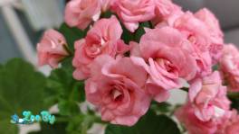 Розебудная цветущая герань Antique Rose
