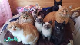 Котики очень срочно ищут дом