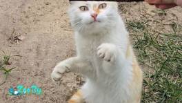 Котик Капучино мальчик