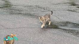 КОТЫ НА ЗАПРАВКЕ! СРОЧНО НУЖНА ПОМОЩЬ КОТАМ! СОС!
