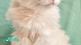 КОТ ТЕО В ДАР! ИЩЕТ ДОМ