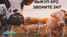 ВЫКУП БЫКОВ, КОРОВ ПО ВСЕЙ ТЕРРИТОРИИ РБ. ЗВОНИТЕ 24/7.