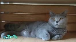 Британские Котята без примеси других пород