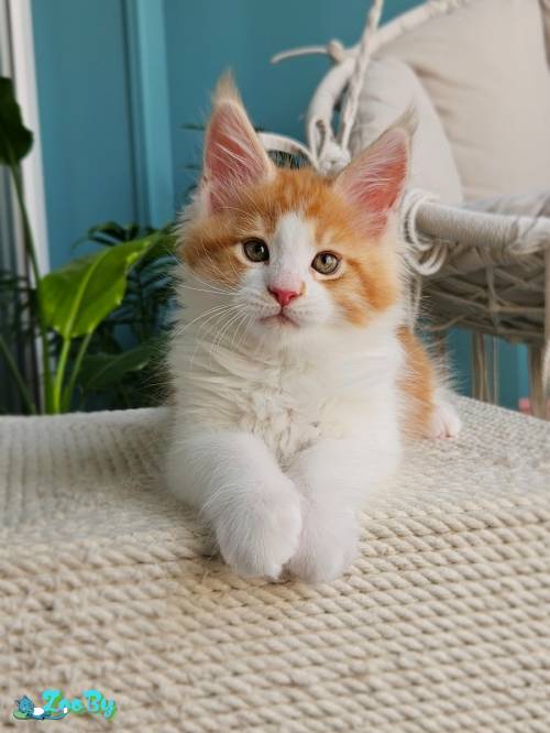 Котенок мейн кун из питомника