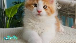 Котенок мейн кун из питомника