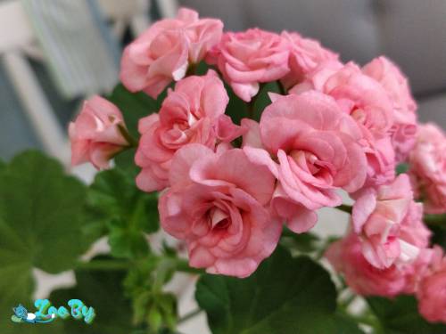 Розебудные цветущие герани Antique Rose