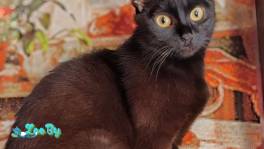 Милая кошечка Мариса ищет дом 