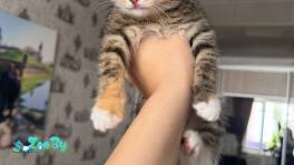 Котенок