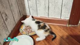 Отдадим котенка в хорошие руки