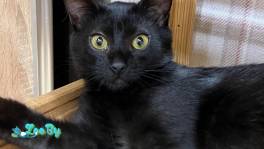 Котенок Кузя, 4 месяца 