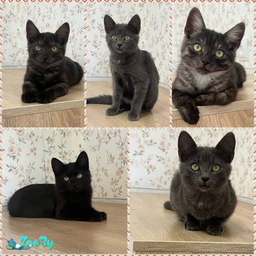 Котята уникального окраса, 3,5 месяца