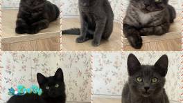 Котята уникального окраса, 3,5 месяца