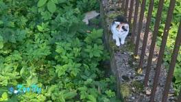 Котята возле озера Нарочь! НУЖНА ПЕРЕДЕРЖКА, ДОМ, ПОМОЩЬ! 