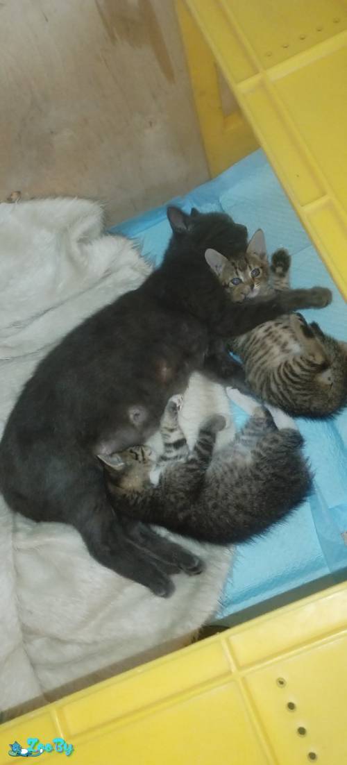 Котики в дар
