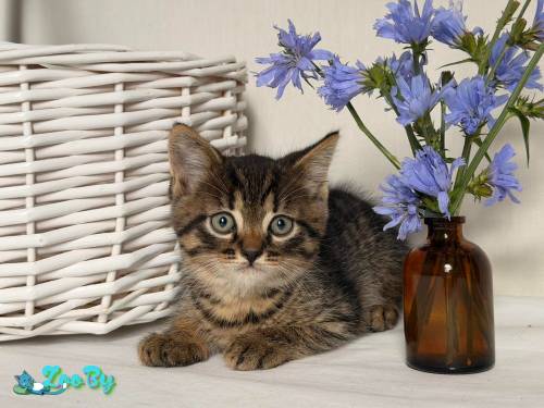 Кормящей кошке и котятам нужна передержка, дом и помощь! 