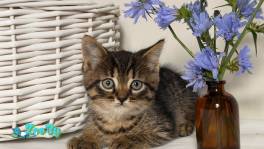 Кормящей кошке и котятам нужна передержка, дом и помощь! 