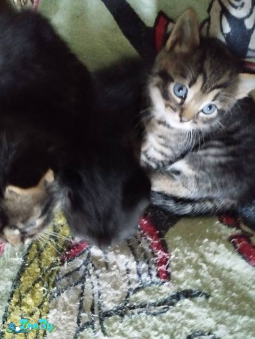 Кормящей кошке и котятам нужна передержка, дом и помощь! 
