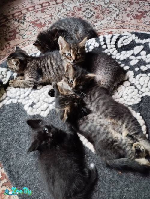 Кормящей кошке и котятам нужна передержка, дом и помощь! 