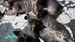 Кормящей кошке и котятам нужна передержка, дом и помощь! 