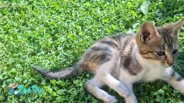 Котенок в дар