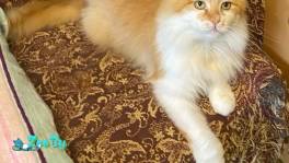 Нужна помощь! Коты ищут дом или передержку! Сос