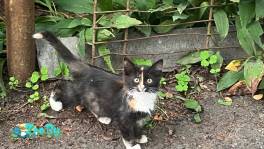 Котята ищут дом