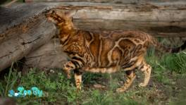 Бенгальская кошка