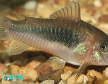 Сомик золотистый