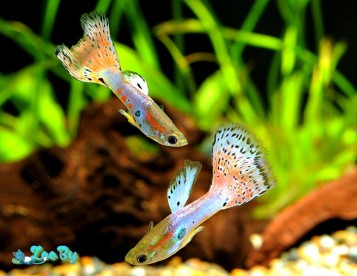 Рыбки Гуппи в Минске