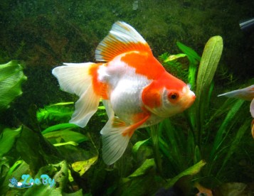 Золотая рыбка Риукин красный