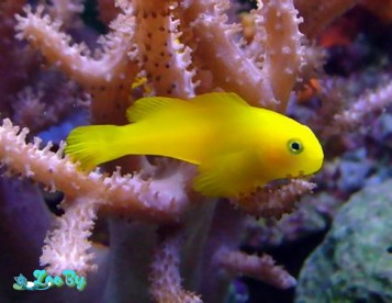 Бычок-клоун, желтый Gobiodon okinawae 