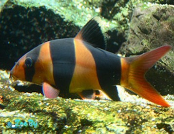 Рыбки Боция-клоун для аквариума
