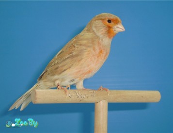Канарейка коричневая