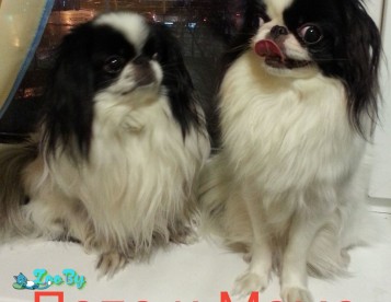 Щенок японского хина