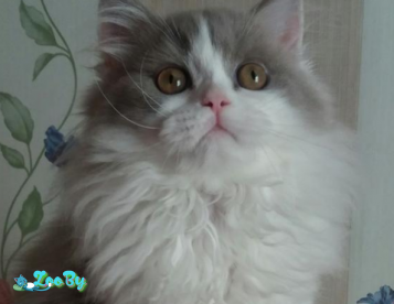 Селкирк страйт коты