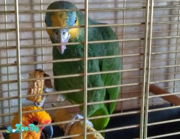 Bщем попугая Кореллу