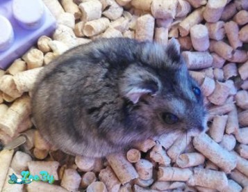 Отдам в хорошие руки джунгарского хомячка