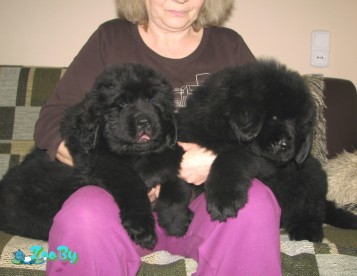 Щенок Ньюфаундленда